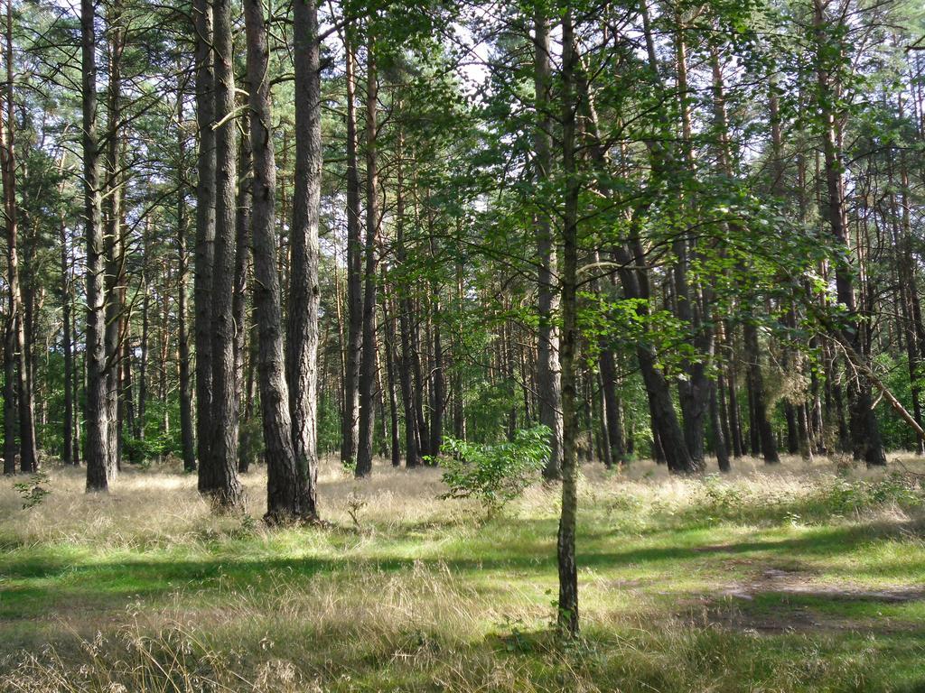 Kastavengrund - Ferienhaeuser Mit Kamin Ліхен Екстер'єр фото